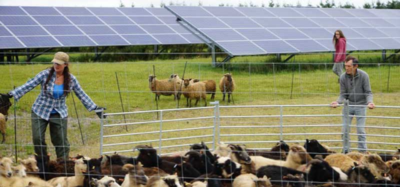 Solar Farm Sheep image