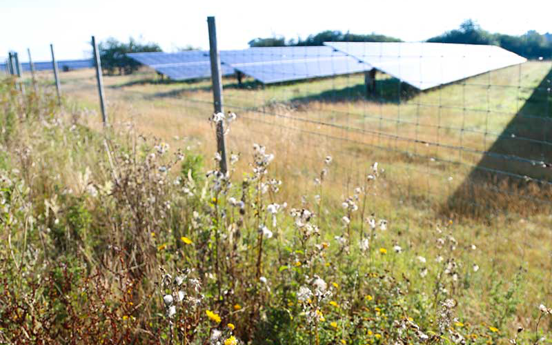 Wild flowers at Solar Farm image