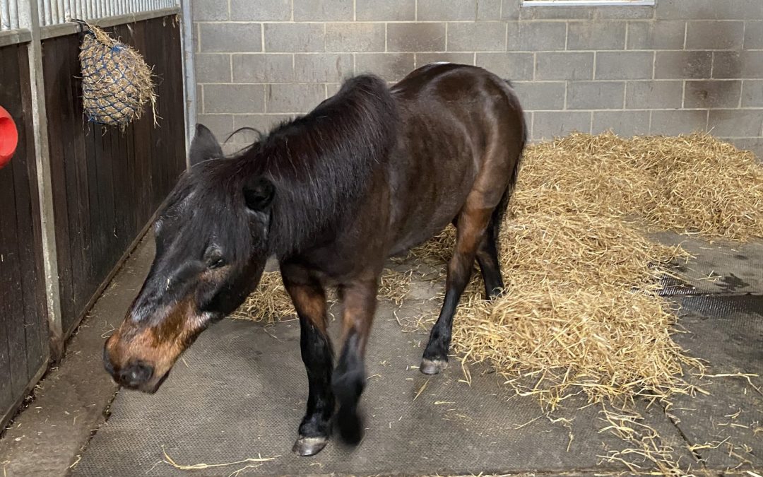 How Community Solar is Helping Raystede Put Animals First